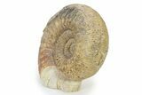 Jurassic Ammonite (Stephanoceras) Fossil - England #316851-2